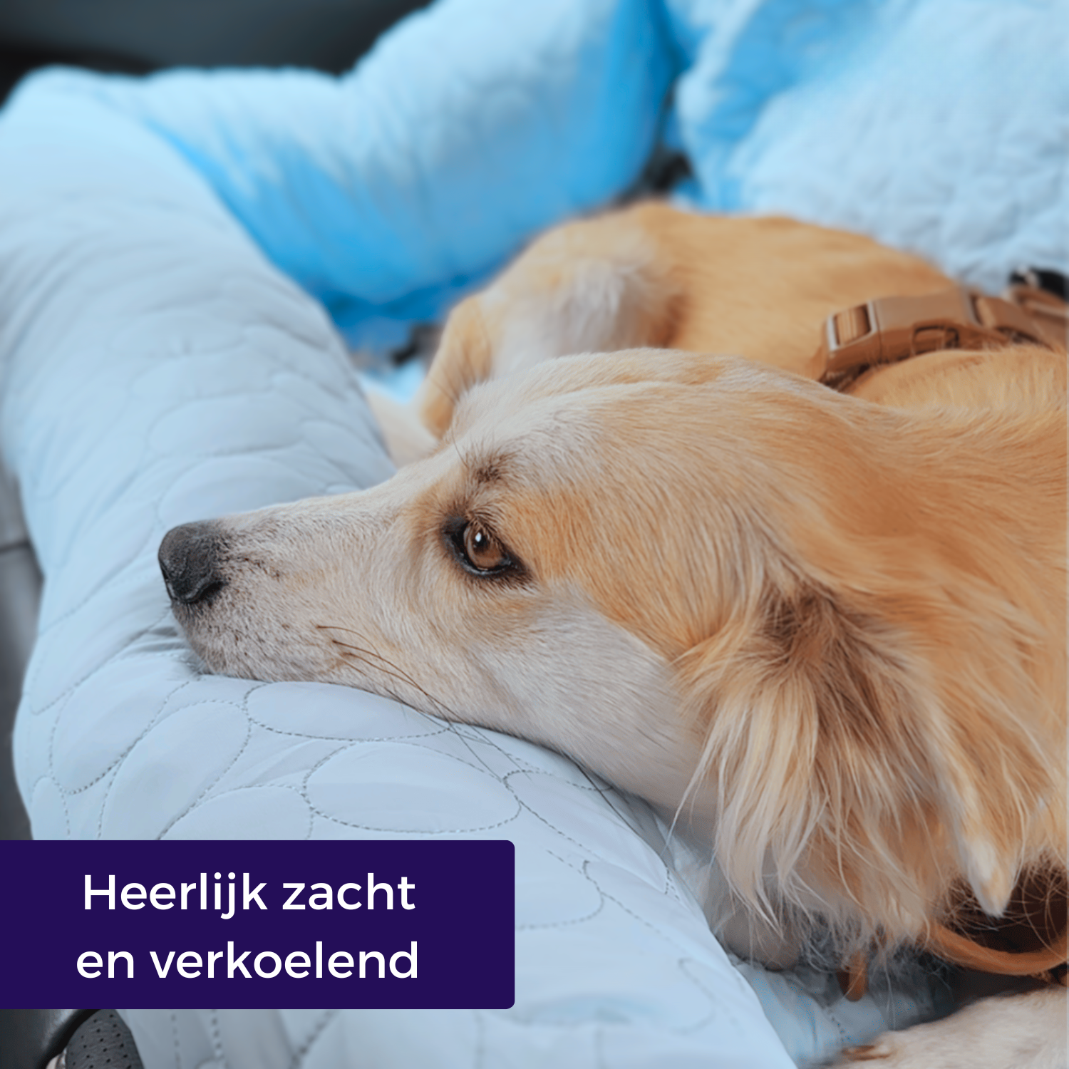 Melzano Koelmand | Koelmand voor in de auto (4 keer effectiever)